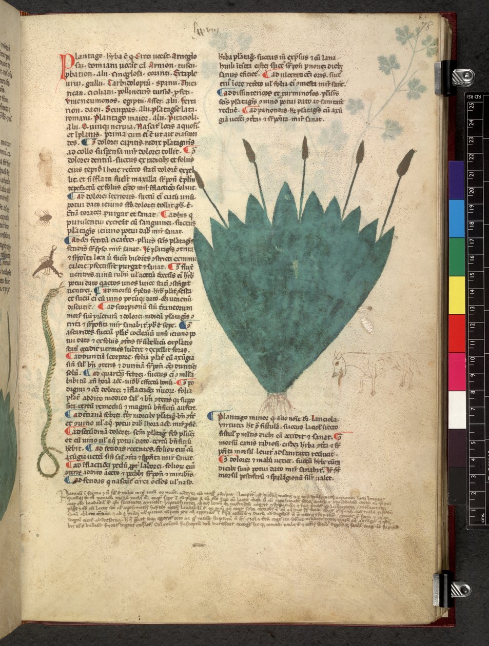 Tractatus de herbis (Kruidenboek) c.1280-1310 door School Italian