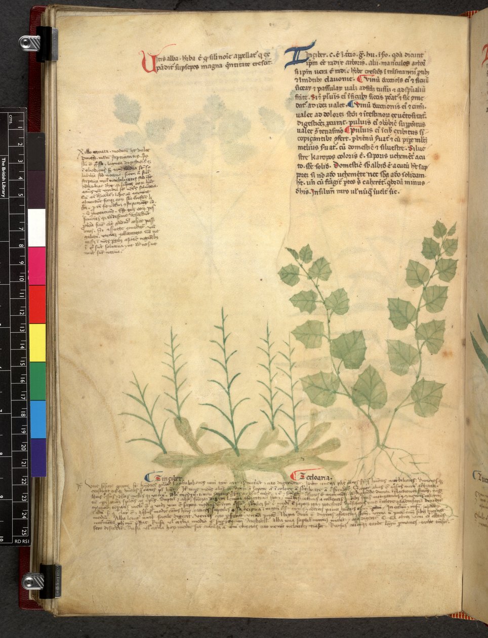 Tractatus de herbis (Kruidenboek) c.1280-1310 door School Italian