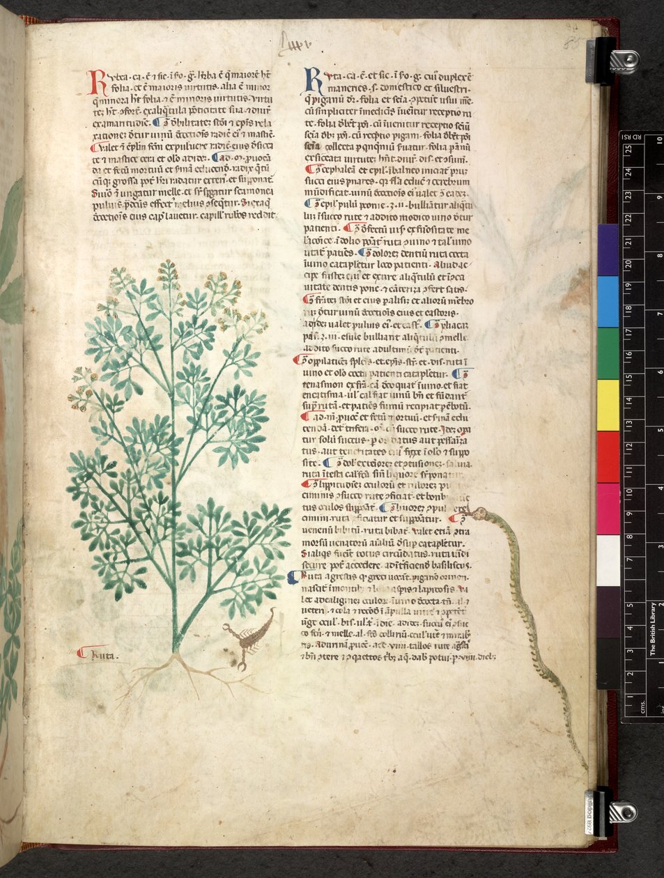 Tractatus de herbis (Kruidenboek) c.1280-1310 door School Italian