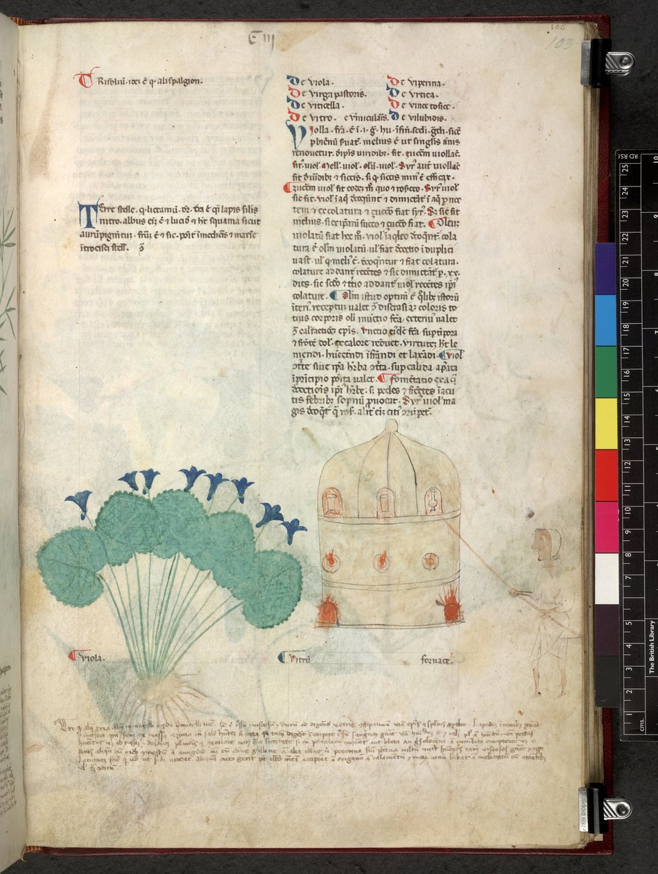 Tractatus de herbis (Kruidenboek) c.1280-1310 door School Italian