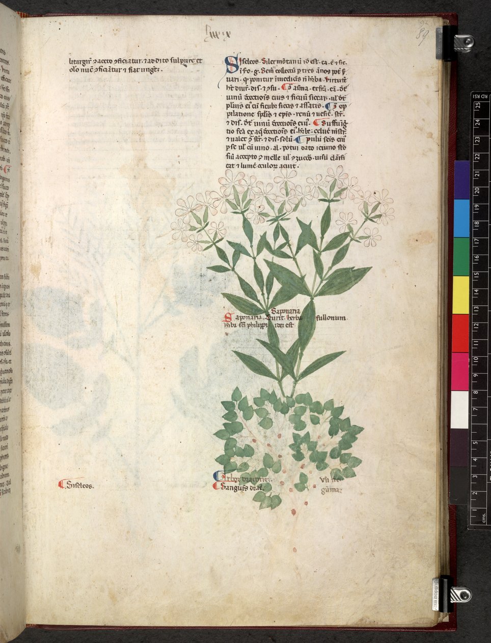 Tractatus de herbis (Kruidenboek) c.1280-1310 door School Italian
