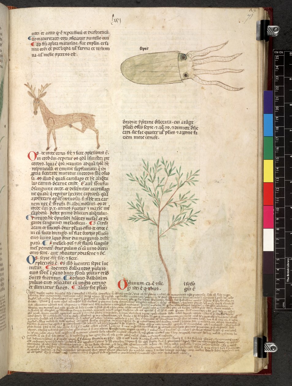 Tractatus de herbis (Kruidenboek) c.1280-1310 door School Italian