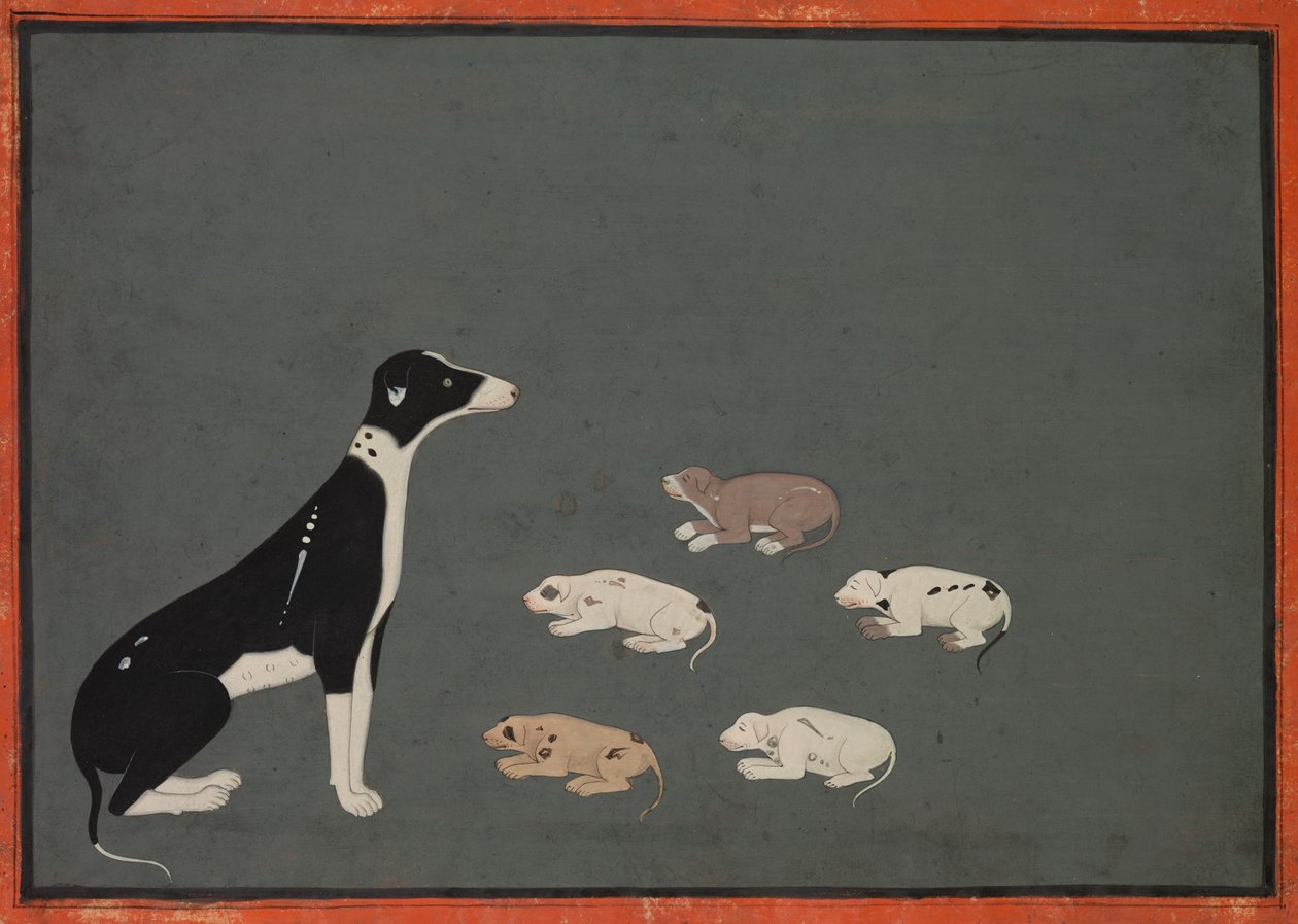 Hond met pups, ca. 1780 (inkt en dekkende aquarel op papier) door School Mughal