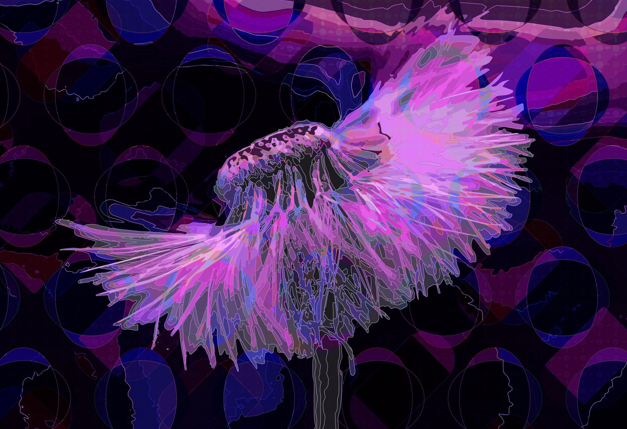 Paardenbloem, 2019 door Scott J. Davis