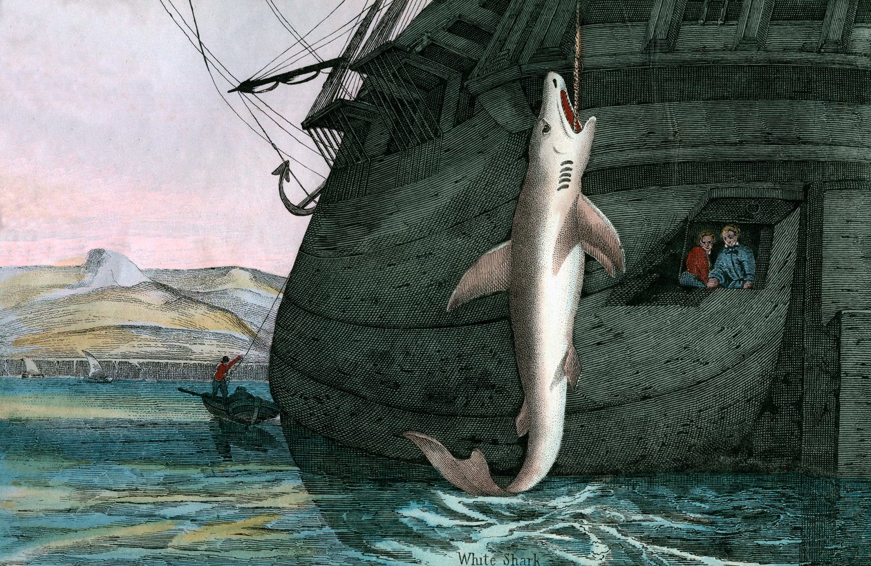Grote Witte Haai Gevangen op Zee door Scottish School