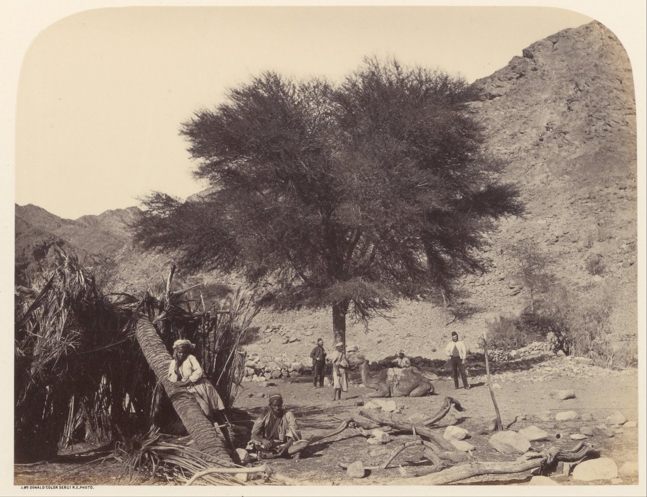 Seyal (Shittim) boom, gewijd aan de patroonheilige, Wady Feiran door Sgt. James M. McDonald