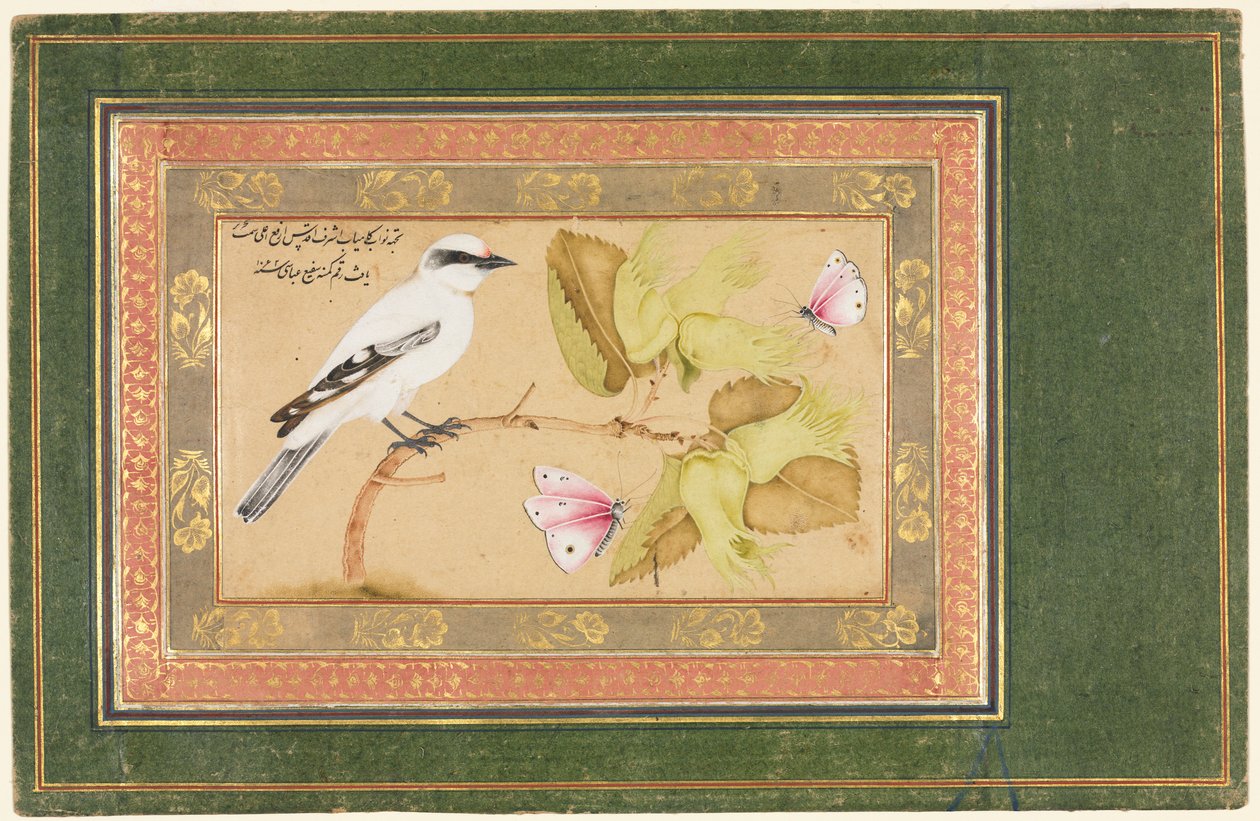 Zwart-witte Vogel Zittend op een Struik door Shafi