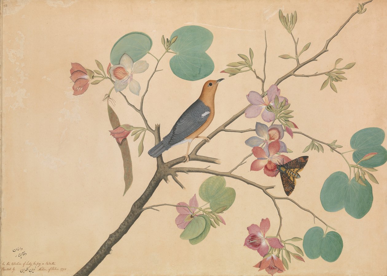 Een oranje-kop grondlijster en een doodshoofdmot op een paarse ebbenhouten orchideetak, 1778 door Shaikh Zain ud Din