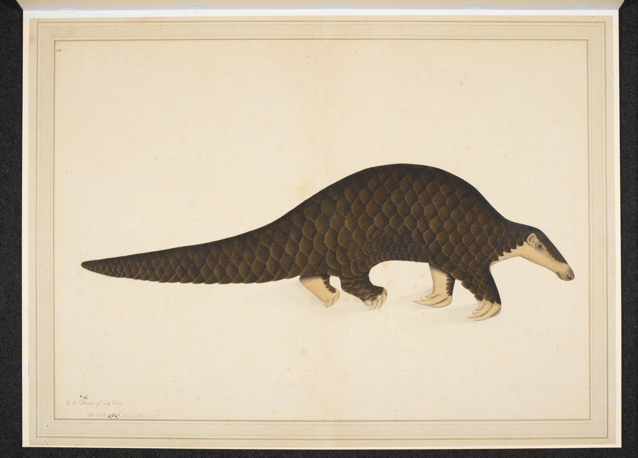 Add. Or. 4667, Pangolin of schubdier door Shaikh Zain ud Din (fl.1777 83)