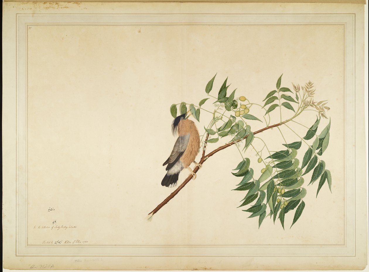 Brahminy Spreeuw op Neem Boom Tak, folio uit een Serie in Opdracht van Lady Impey, 1780 door Shaikh Zain ud Din