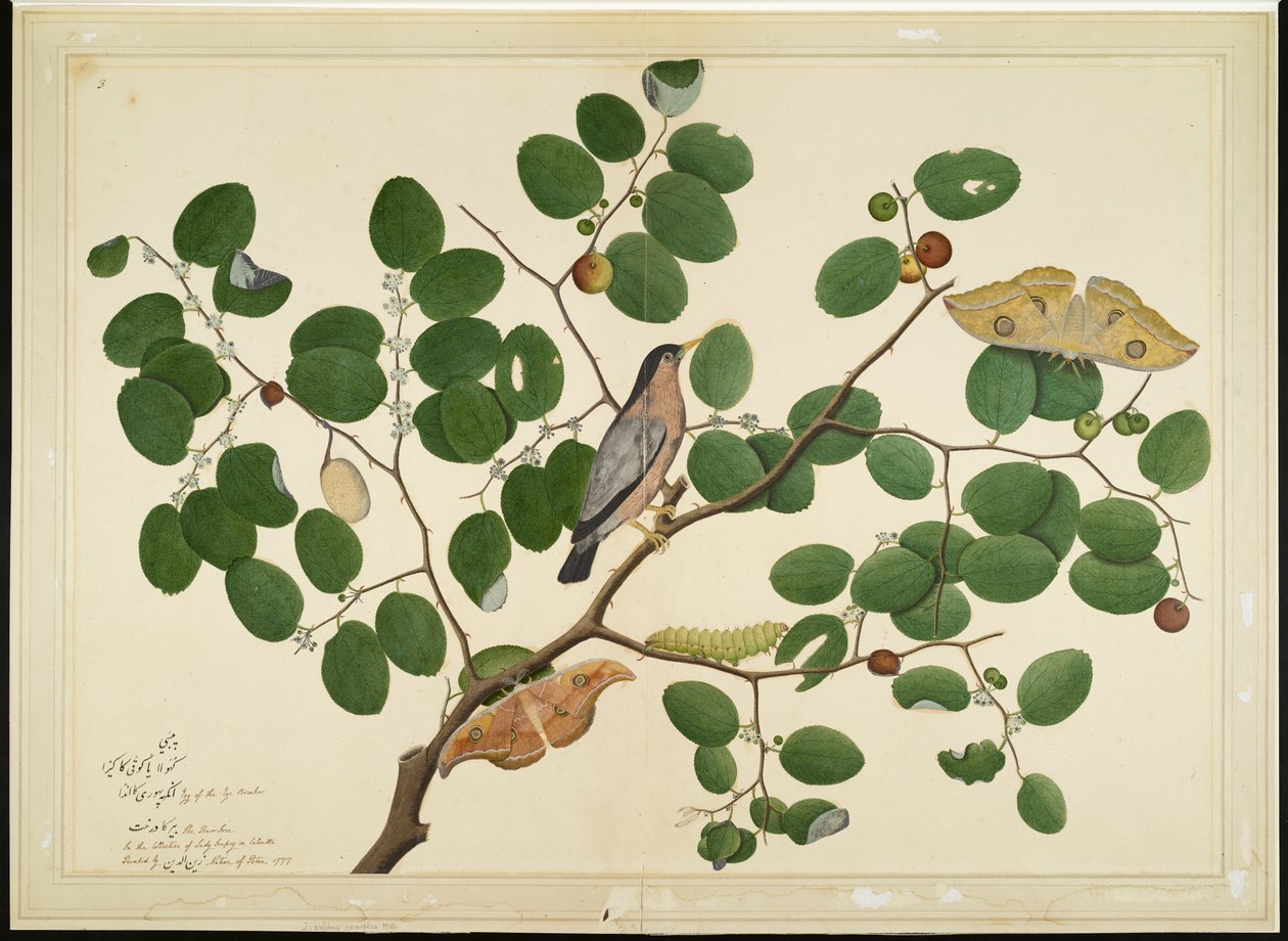 Brahminy Spreeuw met Twee Antheraea Motten, Rups en Cocoon op Indiase Jujube Boom, folio uit een Serie in Opdracht van Lady Impey, 1777 door Shaikh Zain ud Din