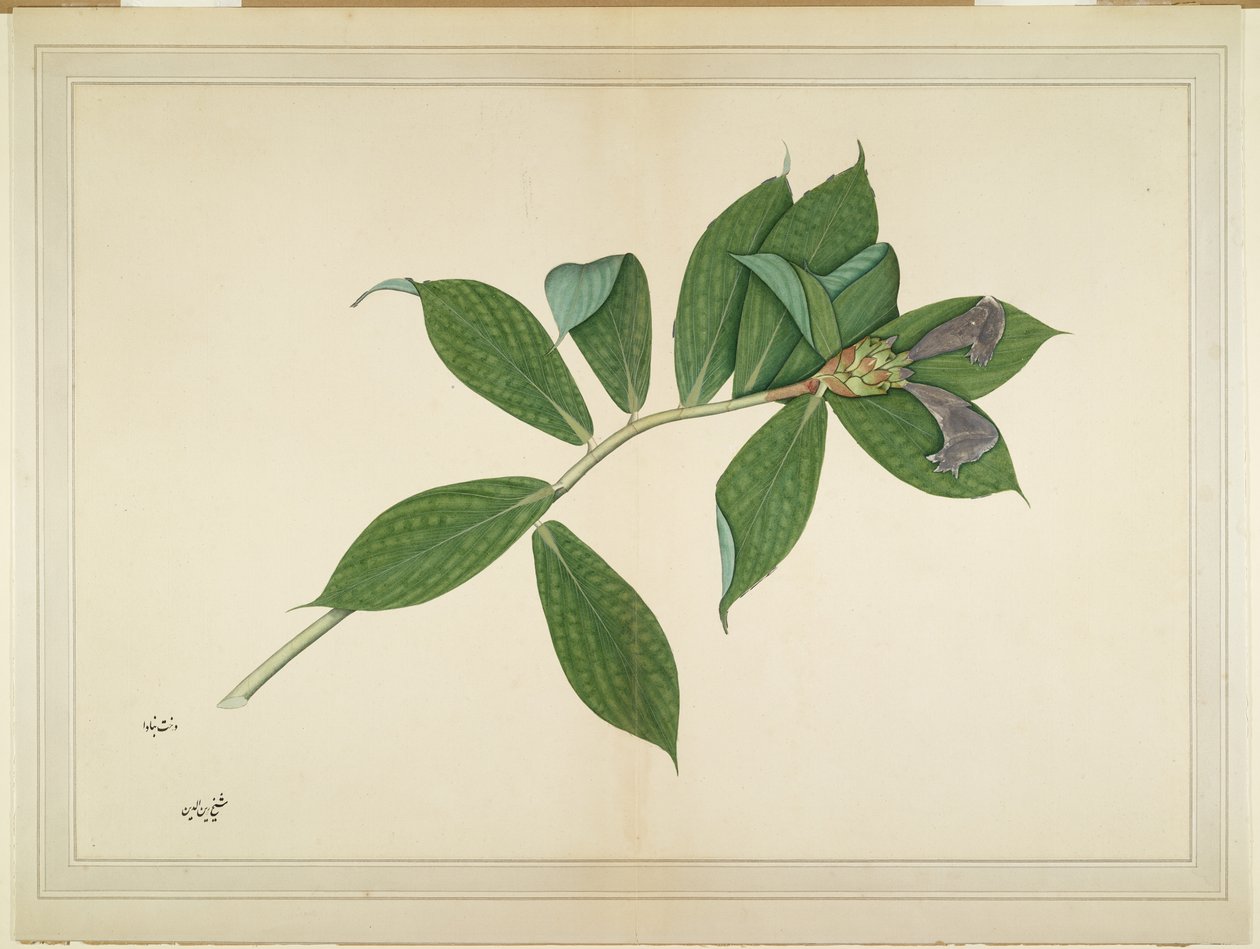 Kreupelgemberplant, folio uit een Serie in Opdracht van Lady Impey, c.1780 door Shaikh Zain ud Din