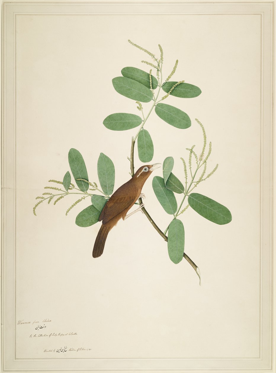 Hwamei op Terminalia Tak, folio uit een Serie in Opdracht van Lady Impey, 1780 door Shaikh Zain ud Din