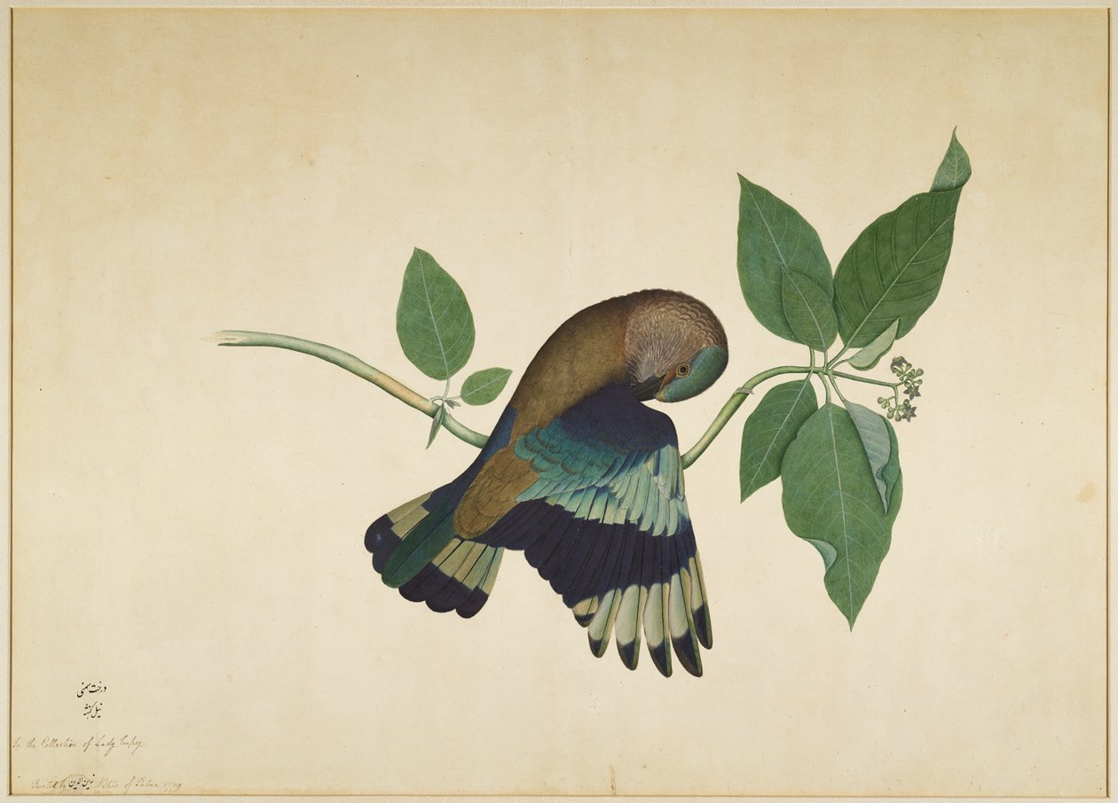Indische roller op sandelhouttak, folio uit een serie in opdracht van Lady Impey, 1779 door Shaikh Zain ud Din