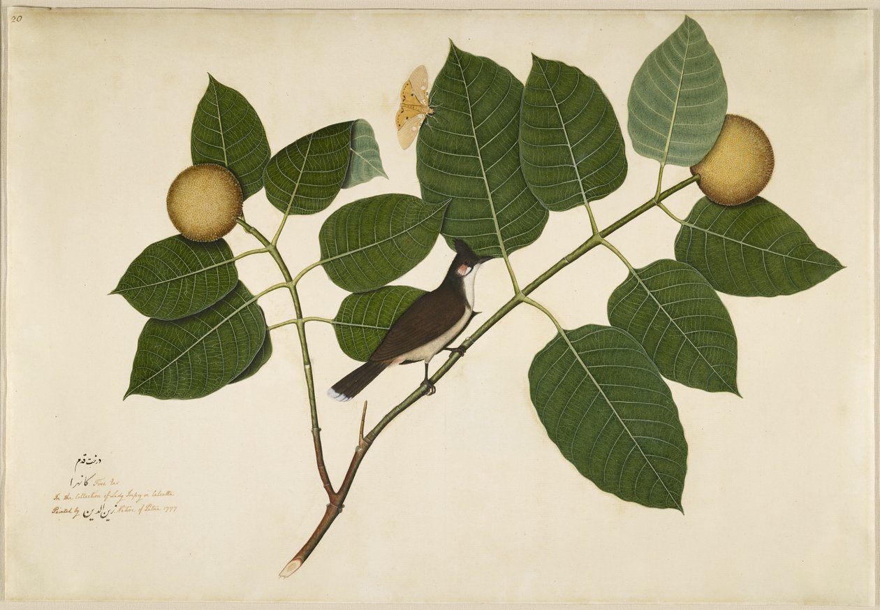 Roodwangbuulbuul en Aganais Ficus Mot op Kadamba Tak, folio uit een serie in opdracht van Lady Impey, 1777 door Shaikh Zain ud Din