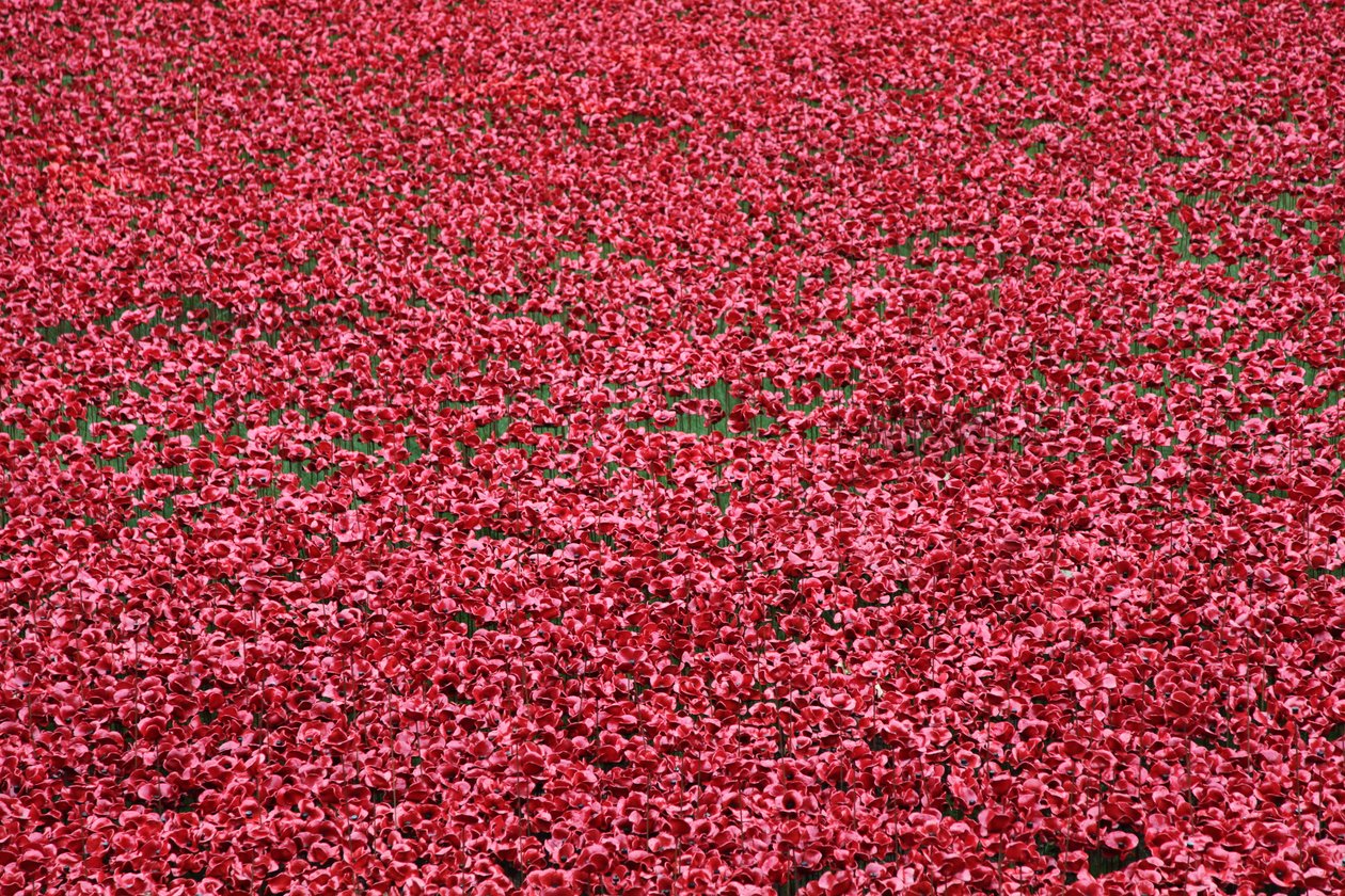 Bloed Overgoten Landen en Zeeën van Rood, Tower of London, 2014 door Sheldon Marshall