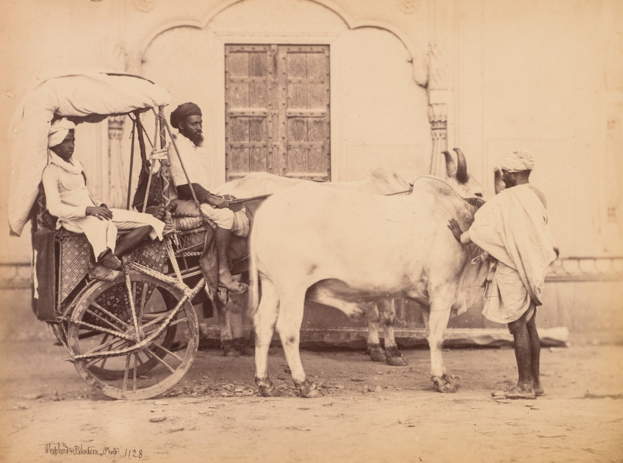 Ossenkar, Delhi, 1863 door Shepherd and Robertson