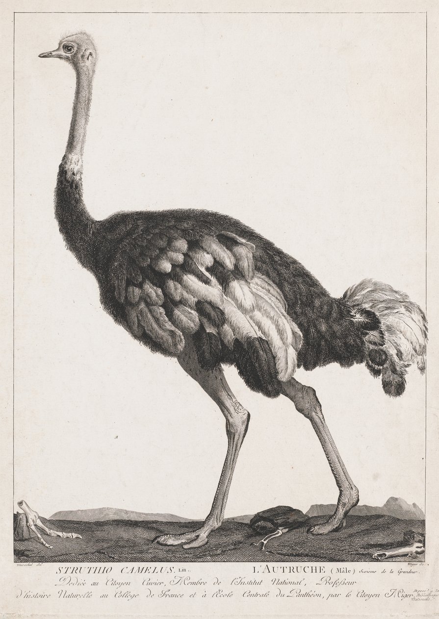Struisvogel door Simon Charles Miger