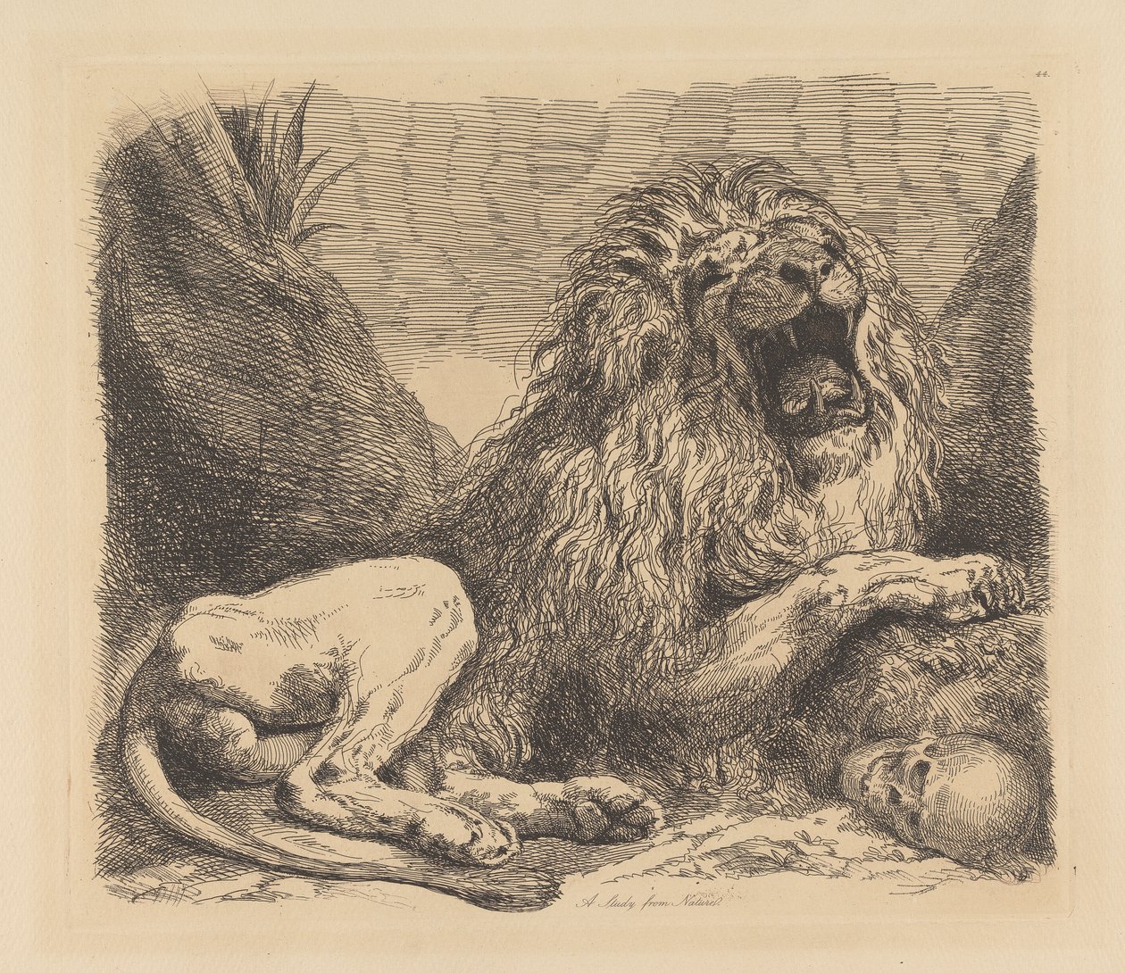 Een Studie uit de Natuur; een leeuw tussen rotsen, brullend, een menselijk schedel rechtsonder door Sir George Hayter