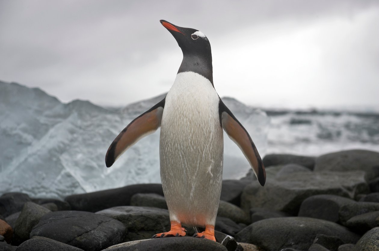 Portret van een ezelspinguïn, Pygoscelis papua, Antarctica, 2022 door Sisse Brimberg