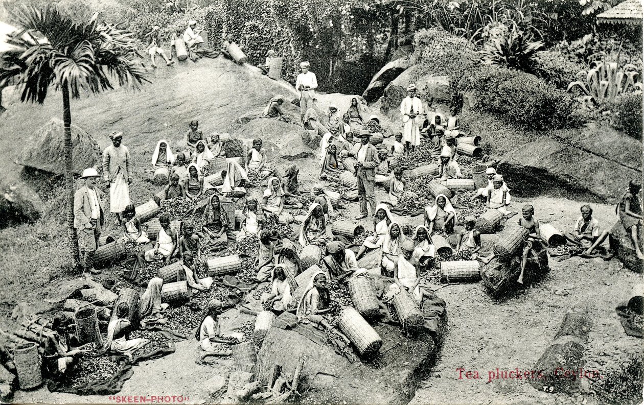 Theeplukkers, Ceylon, ca. 1900-1930 door Skeen and Co.