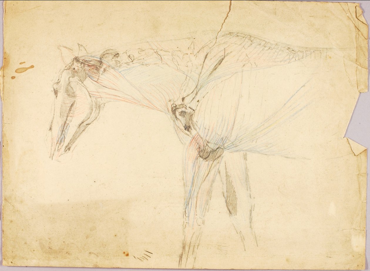 Paard Studie door Solon H. Borglum