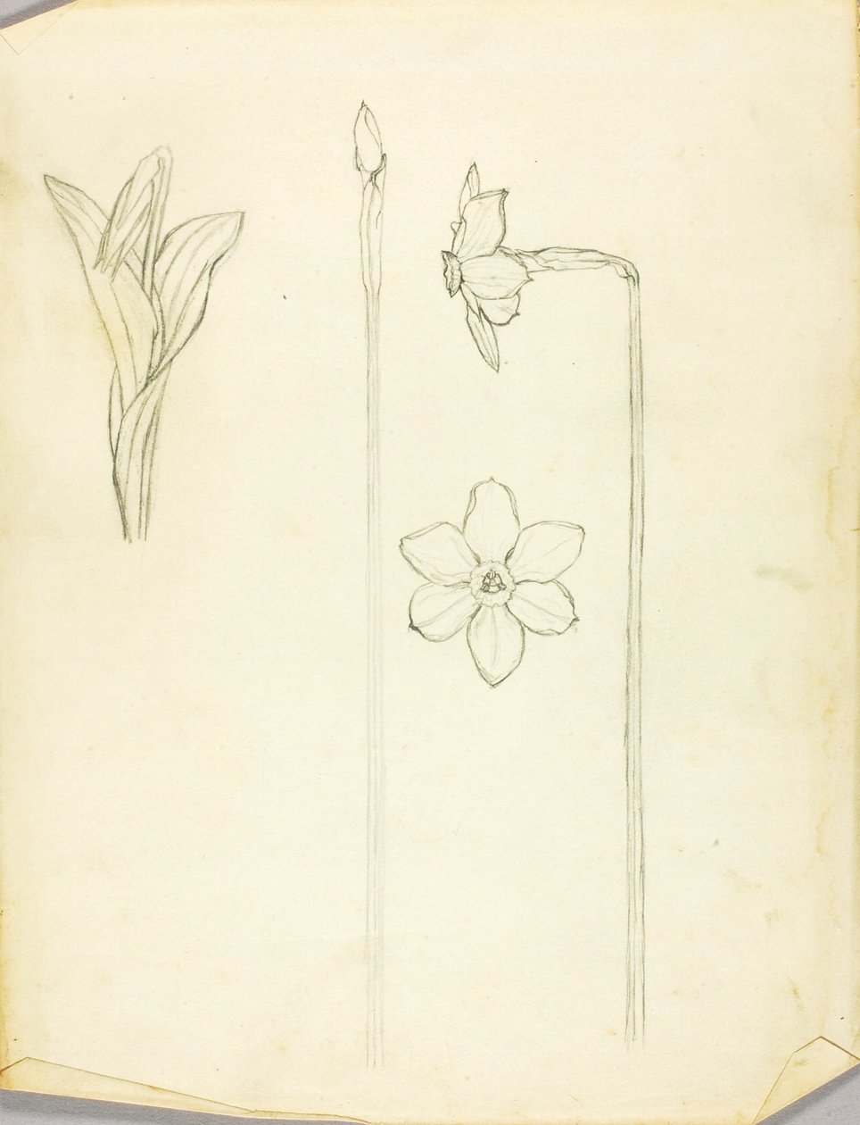 Studie van planten door Solon H. Borglum