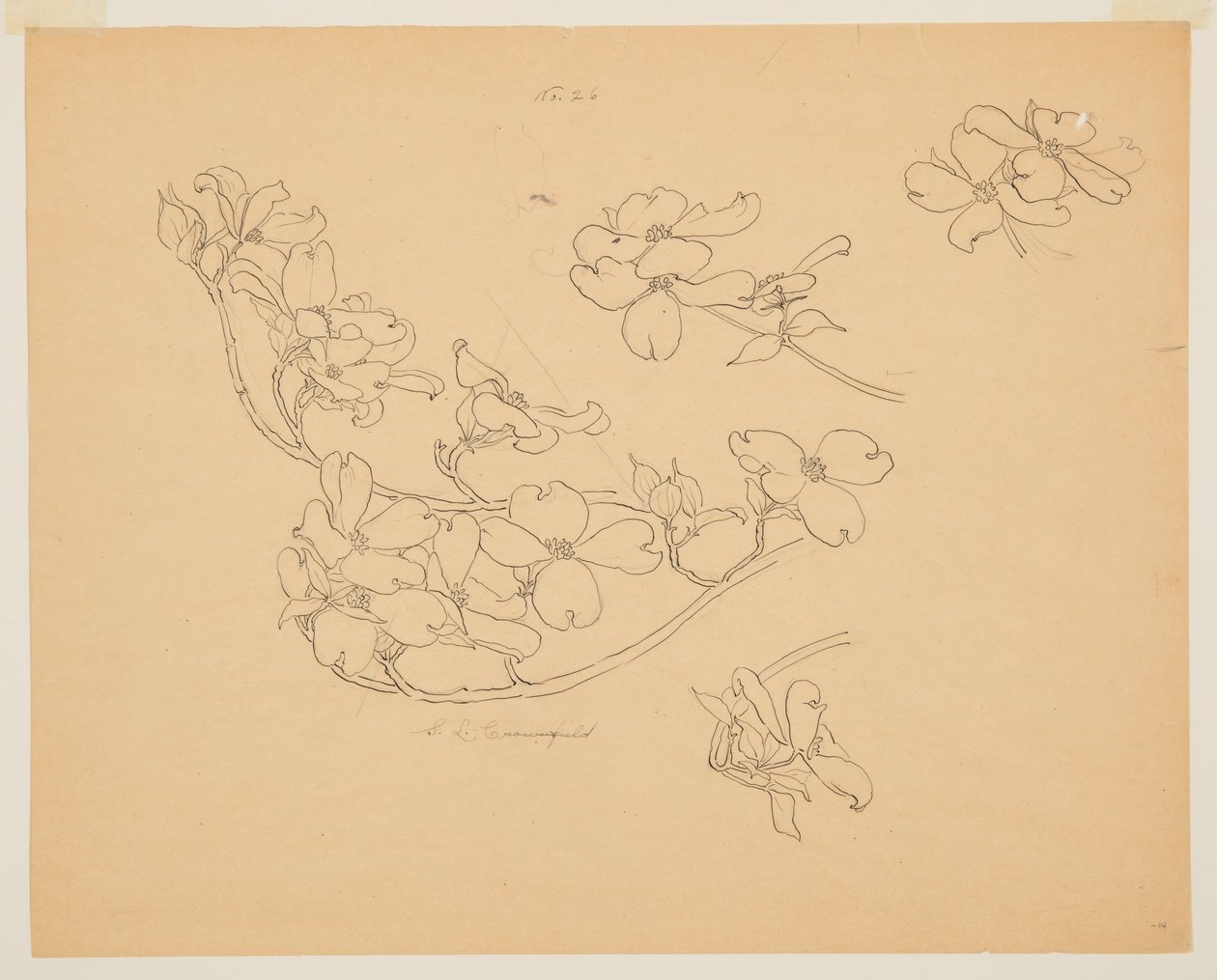 Studie van kornoelje door Sophia L. Crownfield