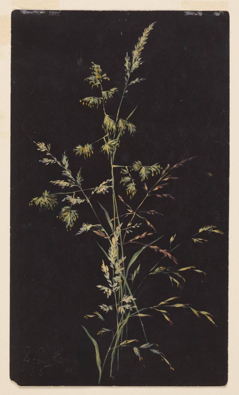 Studie van gras in zaad door Sophia L. Crownfield