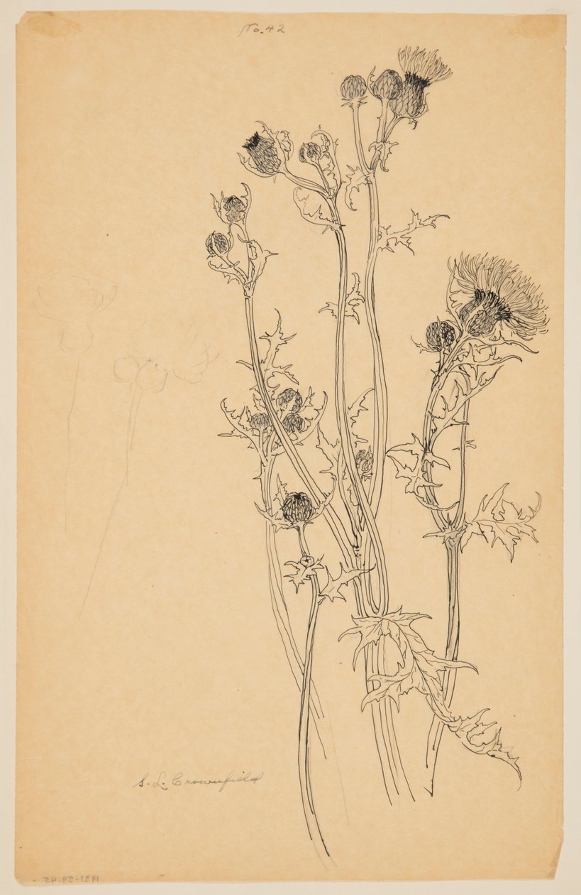 Studie van distelplanten door Sophia L. Crownfield