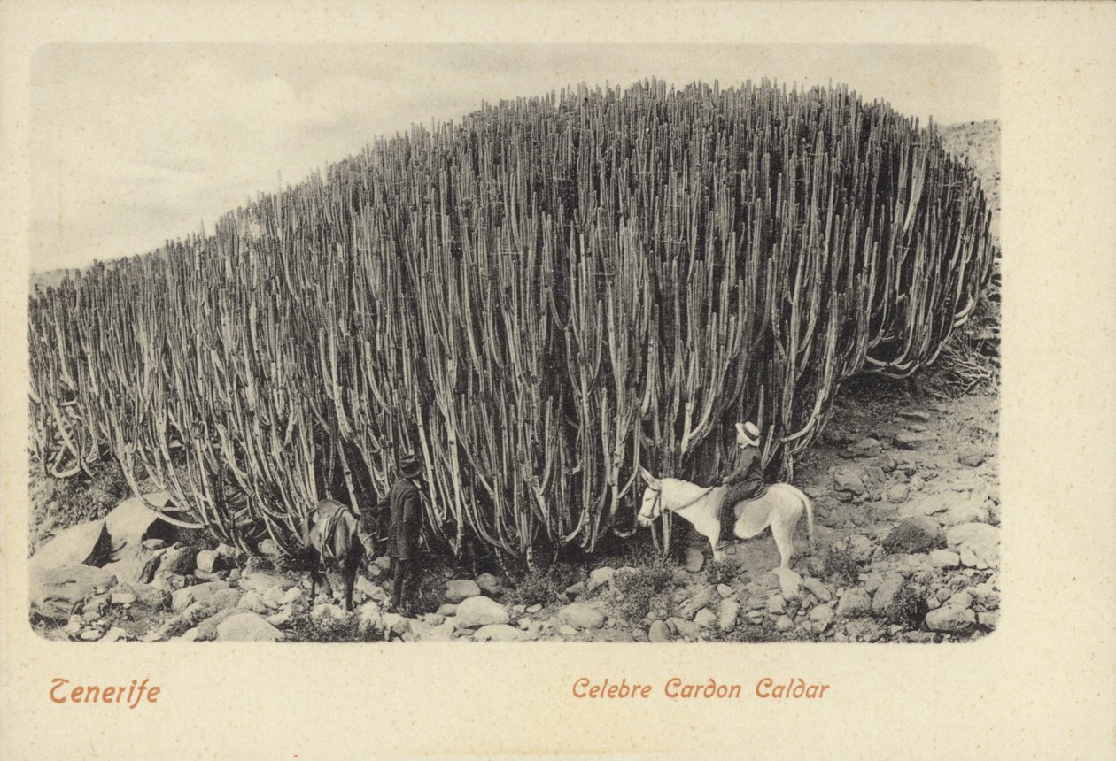 Mannen bekijken de beroemde cactus in Cardon op Tenerife (zwart-wit foto) door Spanish Photographer