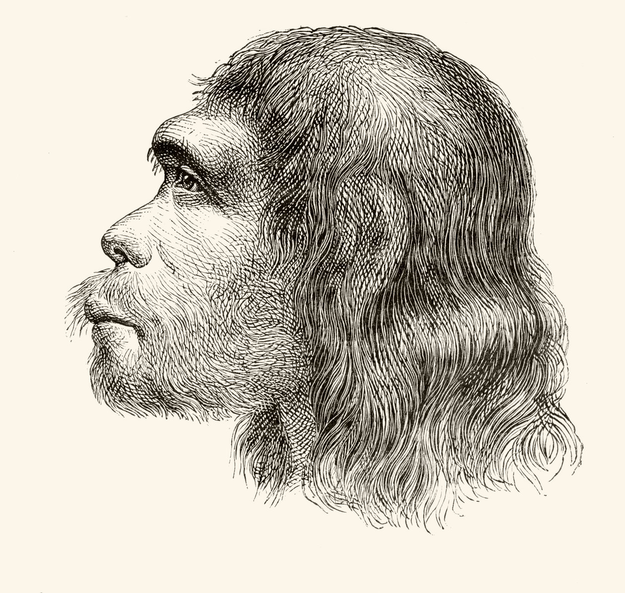 Hoofd van een Neanderthaler, uit 