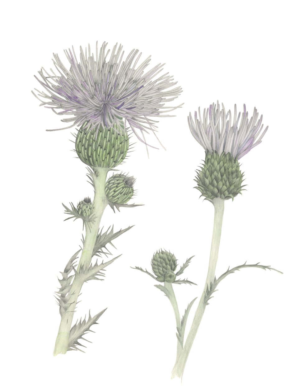Distel door Stacy Hsu