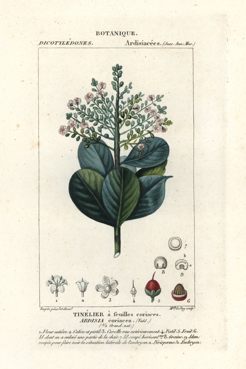 Beefwood, Ardisia coriacea door Stanghi Stanghi