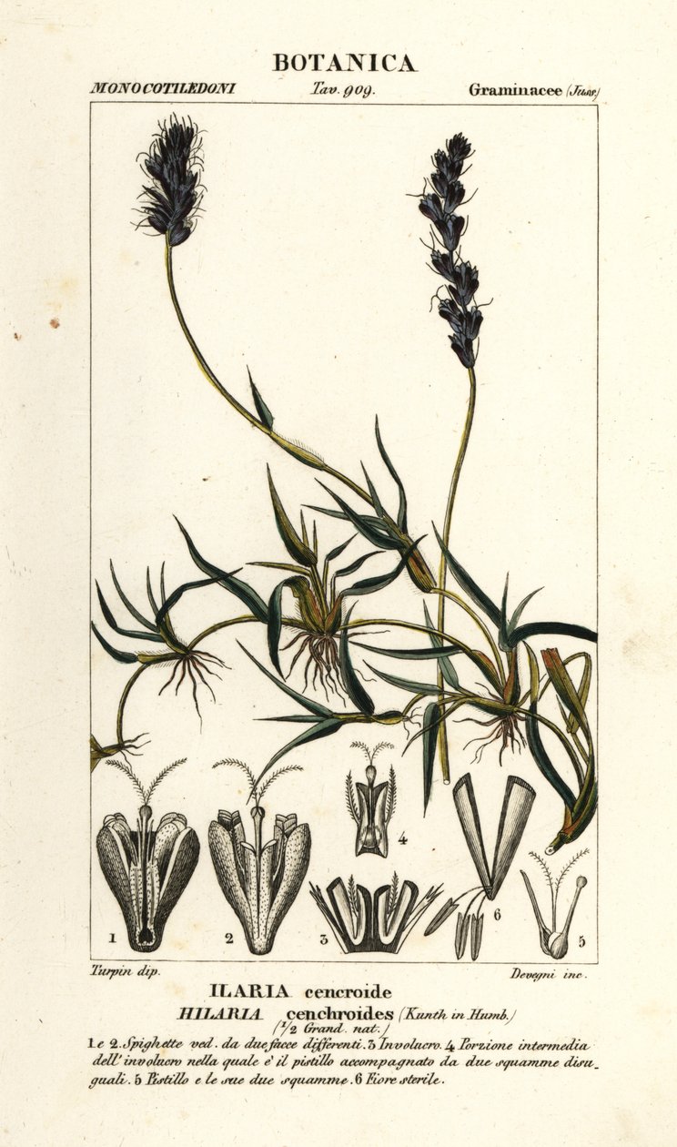 Krulmesquite, Hilaria cenchroides door Stanghi Stanghi