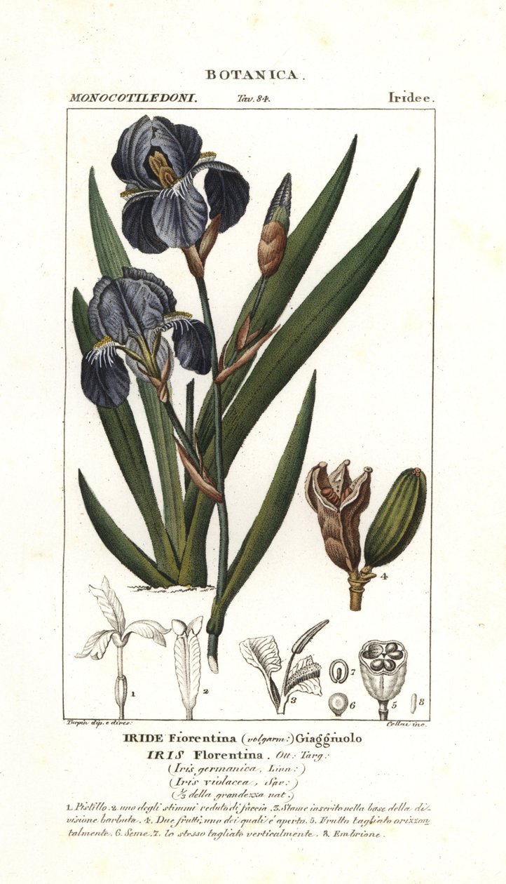 Florentijnse iris, Iris germanica var florentina door Stanghi Stanghi