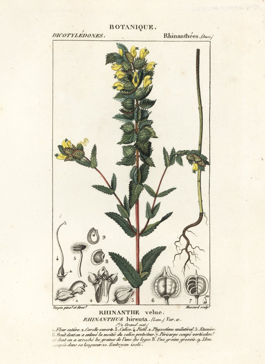 Grote ratelaar, Rhinanthus alectorolophus door Stanghi Stanghi