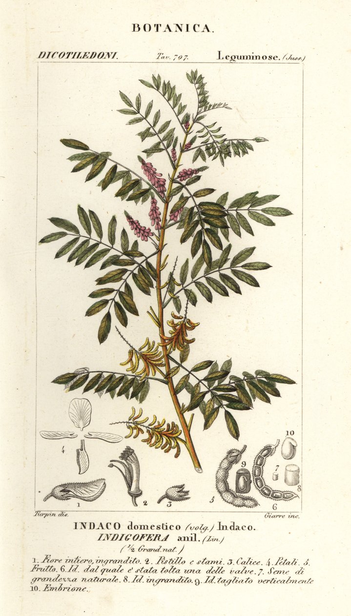 Guatemalteekse indigo, Indigofera suffruticosa door Stanghi Stanghi