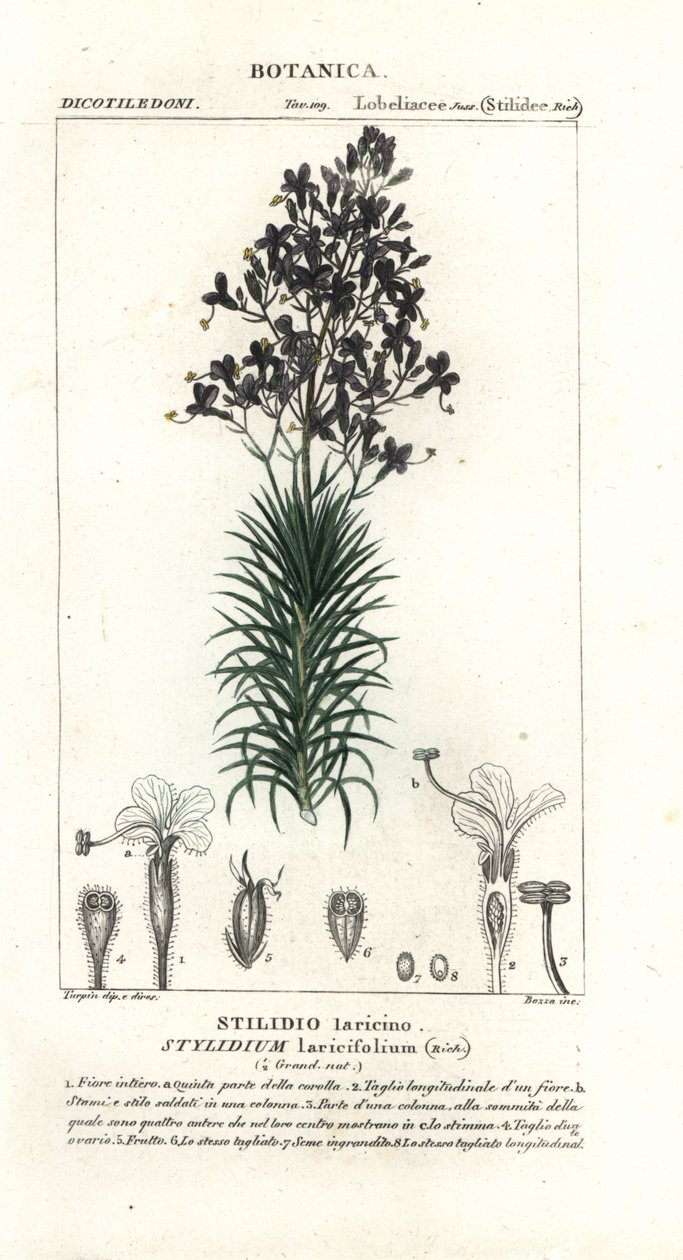 Lorkblad of boomtriggerplant, Stylidium laricifolium door Stanghi Stanghi