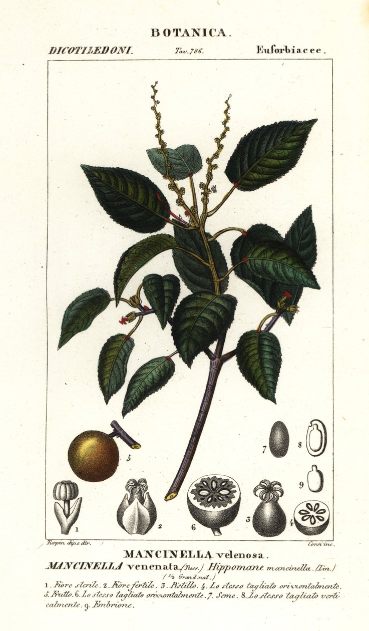 Manchioneel of strandappelboom, Hippomane mancinella door Stanghi Stanghi