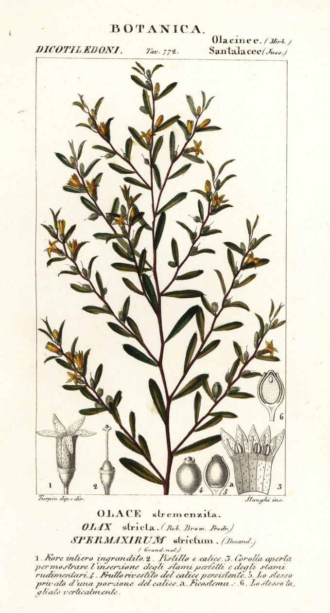 Olax stricta door Stanghi Stanghi