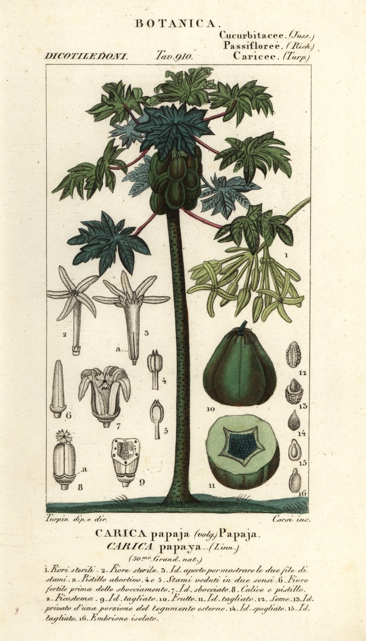 Papaja, papaw of pawpaw boom en vrucht, Carica papaya door Stanghi Stanghi