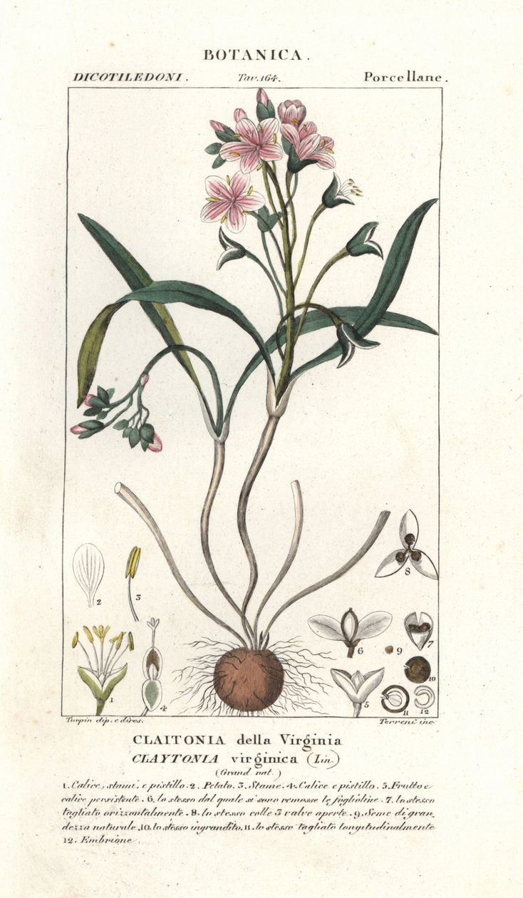 Virginia lente schoonheid, Claytonia virginica door Stanghi Stanghi