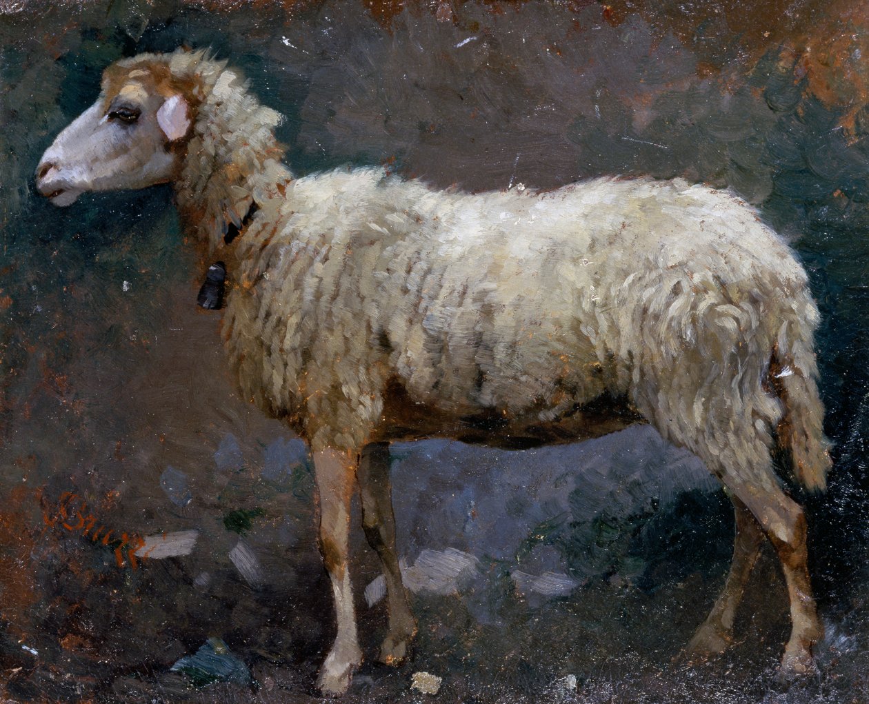 Schaap in profiel door Stefano Bruzzi