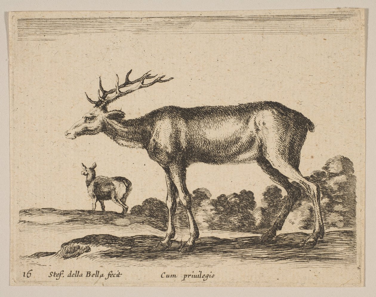 Hert, uit Diverse dieren door Stefano della Bella