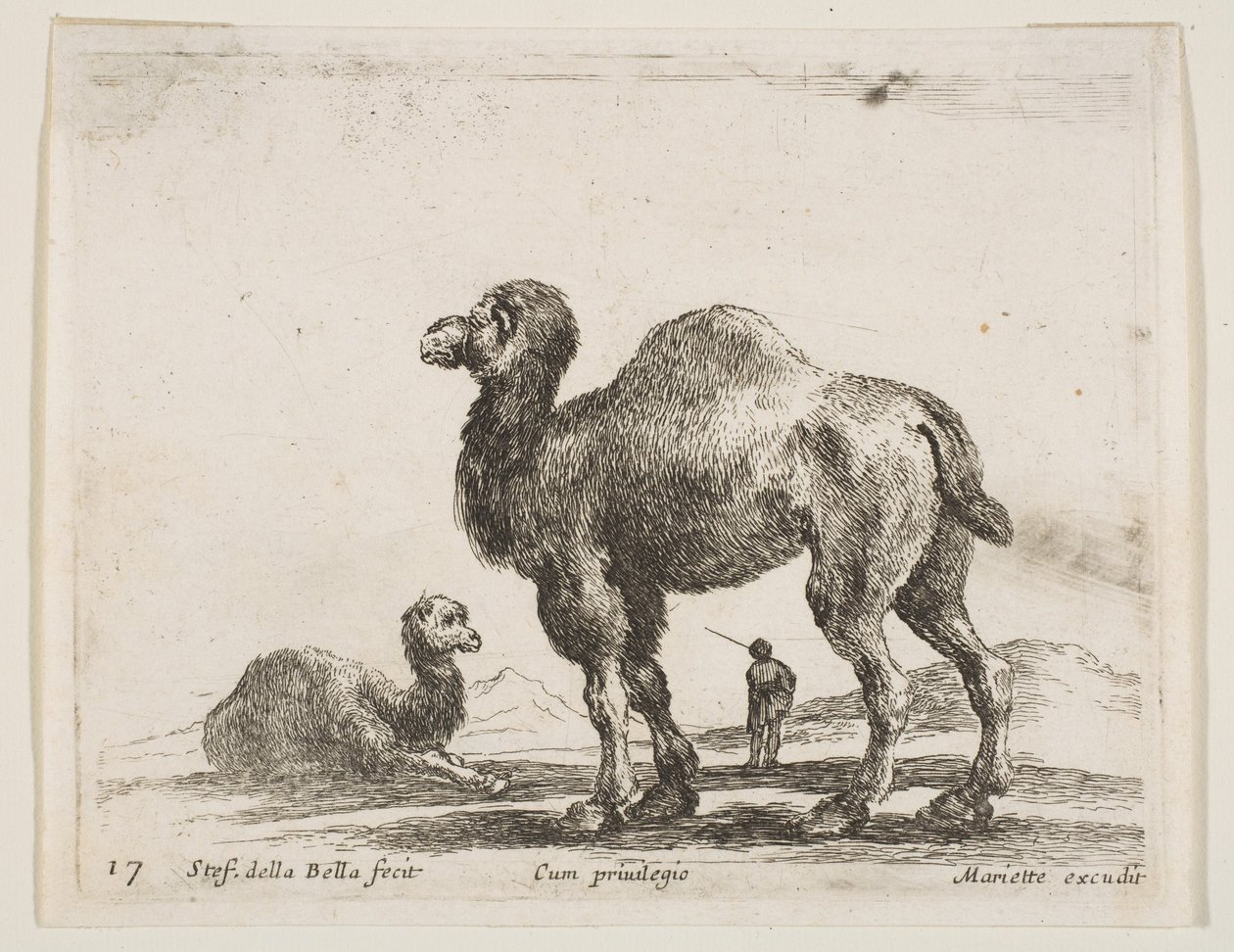 Blad 17: kamelen, uit Diverse dieren door Stefano della Bella