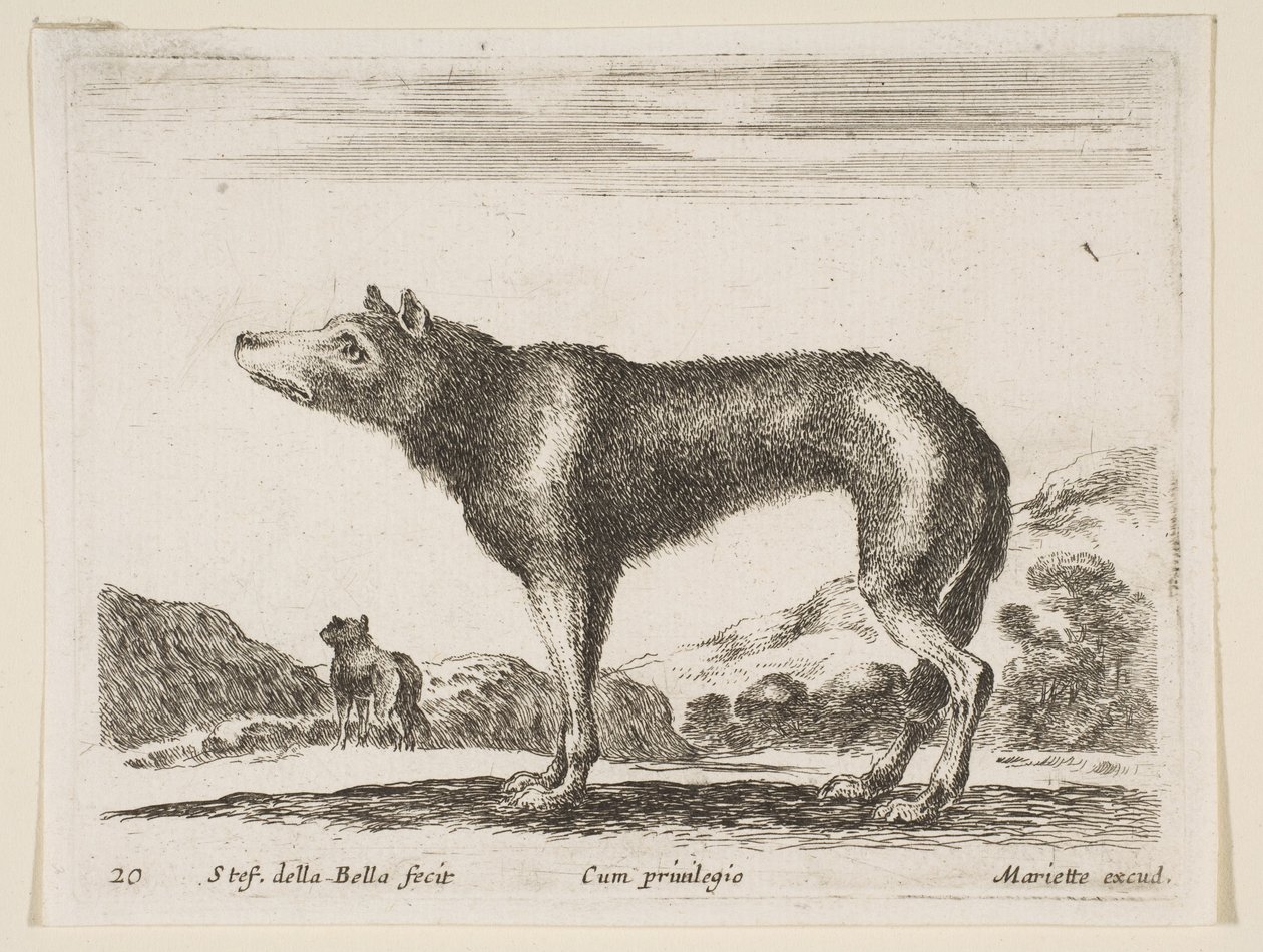 Blad 20: wolf, uit Diverse dieren door Stefano della Bella