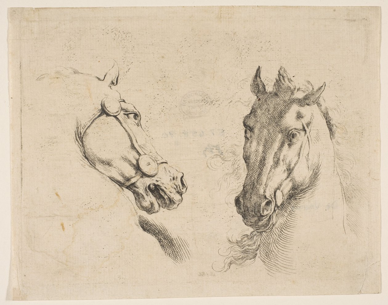 Twee paardenhoofden door Stefano della Bella