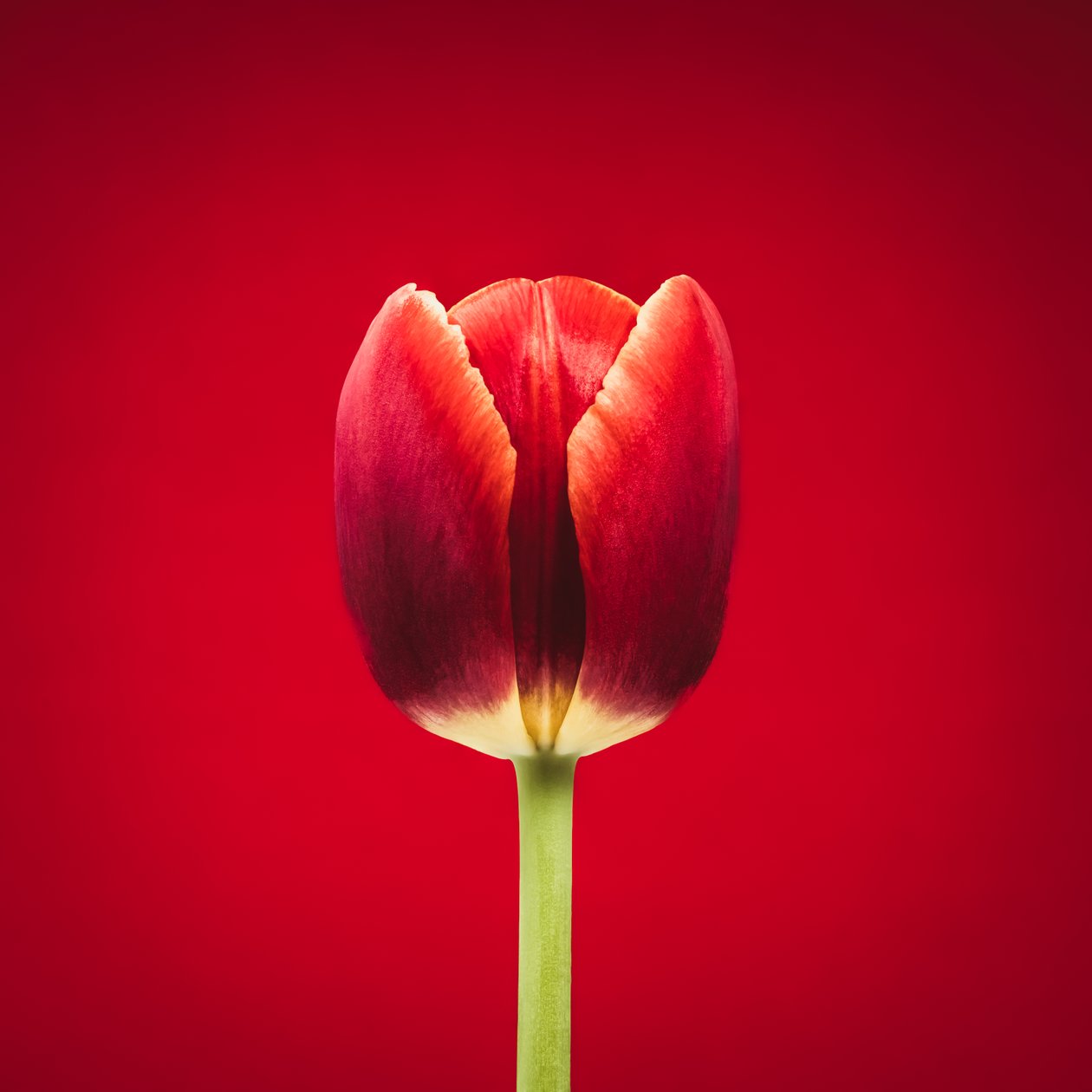 Portret van een bijzondere rode tulp op een rode achtergrond door Steve Gallagher