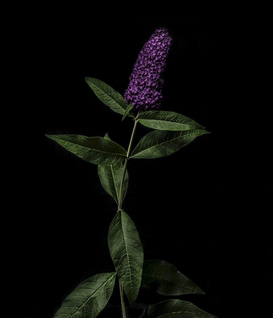 Paarse Buddleja, 2020 door Steve Gallagher